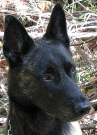 JEREX HEAVENLY ANGEL " MANTA"